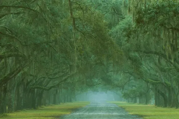 Framed Print : USA; Georgia; Oak lined drive at Historic Wormsloe Plantation near Savannah Framed Print : USA; Georgia; Oak lined drive at Historic Wormsloe Plantation near Savannah