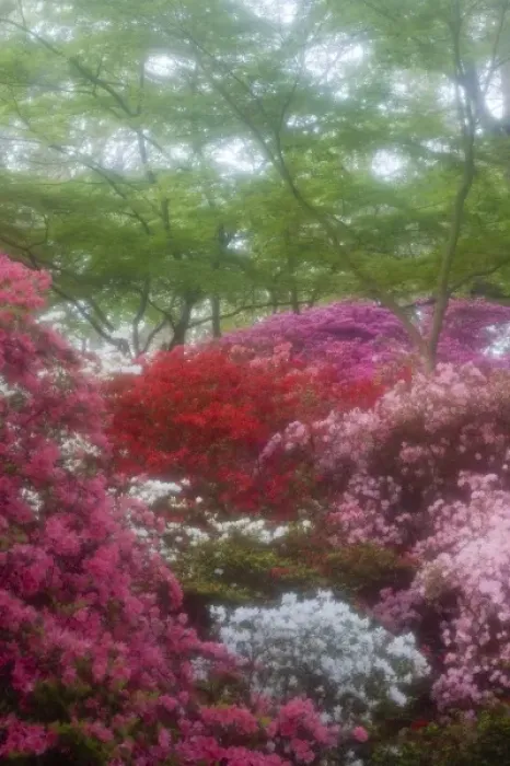 Framed Print : USA; Georgia; Pine Mountain. Azaleas at Callaway Gardens in the spring Framed Print : USA; Georgia; Pine Mountain. Azaleas at Callaway Gardens in the spring