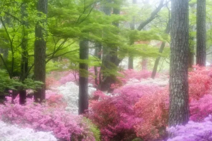 Framed Print : USA; Georgia; Pine Mountain. Azaleas at Callaway Gardens in the spring Framed Print : USA; Georgia; Pine Mountain. Azaleas at Callaway Gardens in the spring