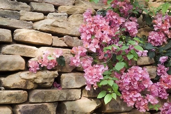 USA, Georgia, Pine Mountain. Bouganvilla blooming against a rock wall