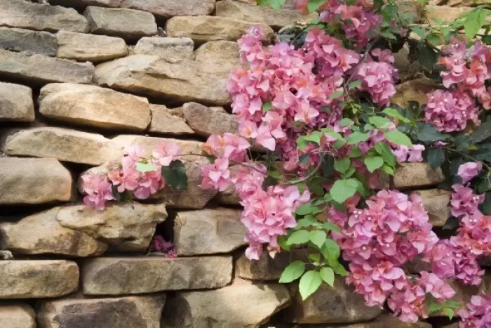 Framed Print : USA, Georgia, Pine Mountain. Bouganvilla blooming against a rock wall