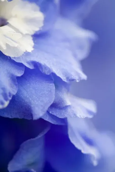 Framed Print : USA, Georgia, Pine Mountain. a closeup of a delphinium blossom