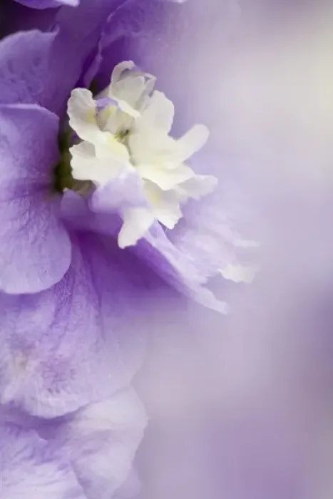 Framed Print : USA, Georgia, Pine Mountain. a closeup of a delphinium blossom
