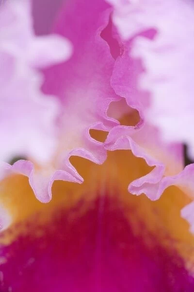 USA, Georgia, Pine Mountain. A closeup of an orchid
