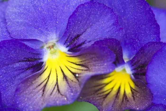 Framed Print : USA, Georgia, Pine Mountain. A closeup of pansy blossoms Framed Print : USA, Georgia, Pine Mountain. A closeup of pansy blossoms