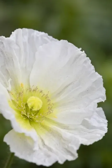 Framed Print : USA, Georgia, Pine Mountain. A closeup of a poppy blossom Framed Print : USA, Georgia, Pine Mountain. A closeup of a poppy blossom