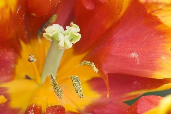USA, Georgia, Pine Mountain. A closeup of a tulip flower