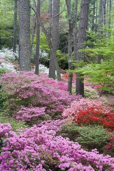 USA, Georgia, Pine Mountain. A forest of azaleas and rhododendrons