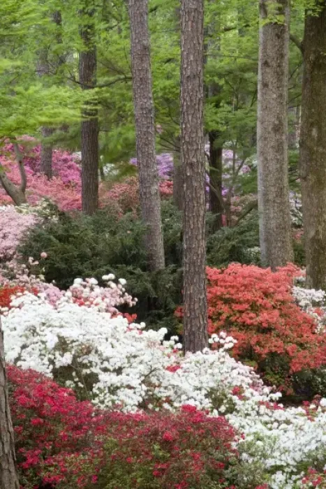 Framed Print : USA, Georgia, Pine Mountain. A forest of azaleas and rhododendrons Framed Print : USA, Georgia, Pine Mountain. A forest of azaleas and rhododendrons
