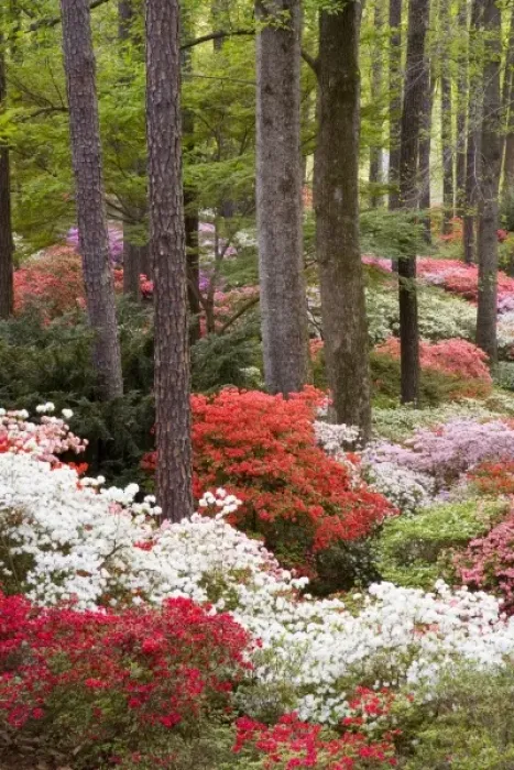 Framed Print : USA, Georgia, Pine Mountain. A forest of azaleas and rhododendrons
