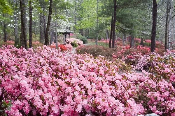 USA, Georgia, Pine Mountain. A gazebo amongst a garden of azaleas in springtime