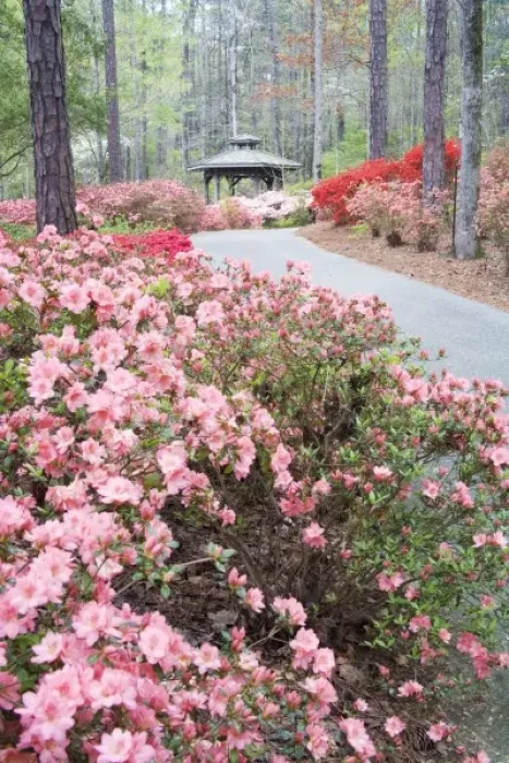 Framed Print : USA, Georgia, Pine Mountain. A gazebo amongst a garden of azaleas in springtime Framed Print : USA, Georgia, Pine Mountain. A gazebo amongst a garden of azaleas in springtime