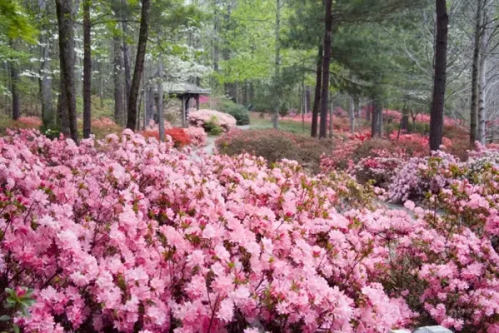Framed Print : USA, Georgia, Pine Mountain. A gazebo amongst a garden of azaleas in springtime Framed Print : USA, Georgia, Pine Mountain. A gazebo amongst a garden of azaleas in springtime