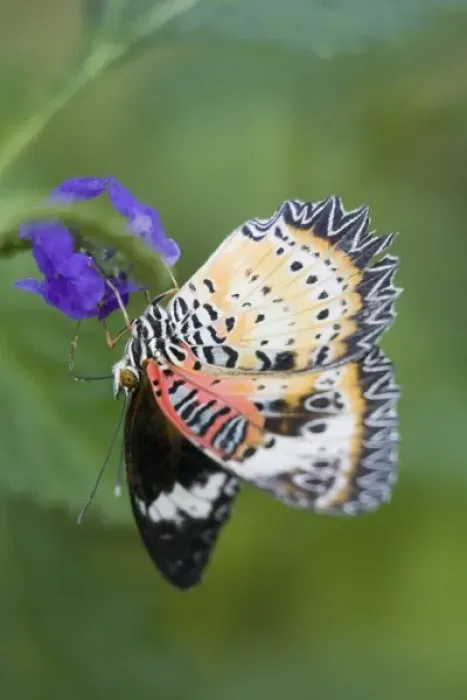 Framed Print : USA, Georgia, Pine Mountain. Lacewing butterfly