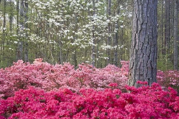 USA, Georgia, Pine Mountain. A mixture of dogwood and azaleas in the garden
