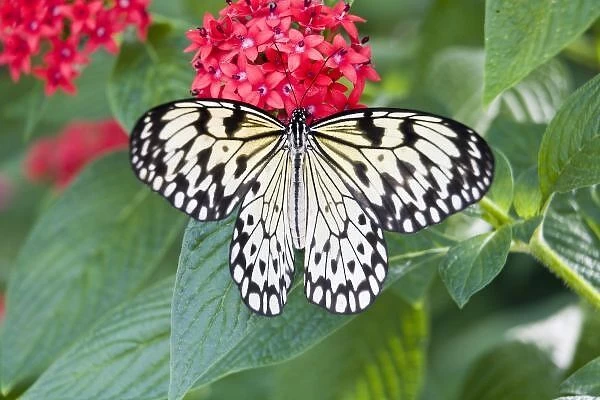 USA, Georgia, Pine Mountain. Paper Kite butterfly