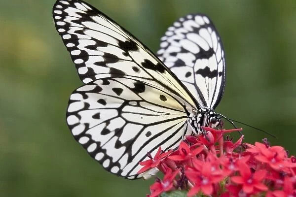 USA, Georgia, Pine Mountain. Paper Kite butterfly