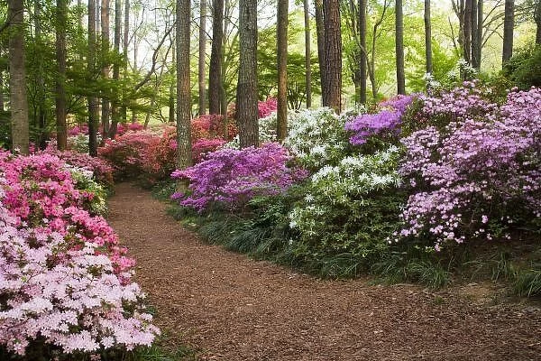 USA, Georgia, Pine Mountain. A pathway through azaleas and rhododendrons
