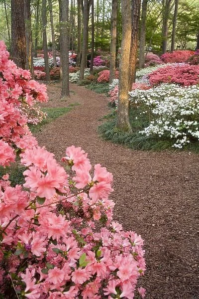 USA, Georgia, Pine Mountain. A pathway through azaleas and rhododendrons
