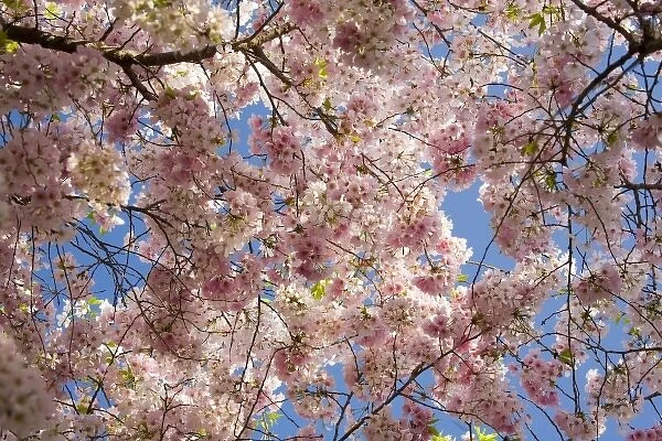 USA, Georgia, Pine Mountain. A tree full of blossoms