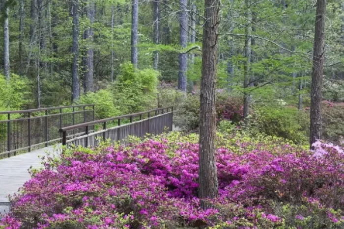 Framed Print : USA, Georgia, Pine Mountain. A walkway through an azalea garden