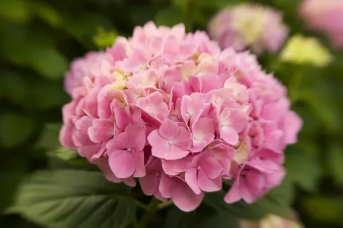 Framed Print : USA; Georgia; A pink hydrangea blooms in a Savannah garden in the spring Framed Print : USA; Georgia; A pink hydrangea blooms in a Savannah garden in the spring