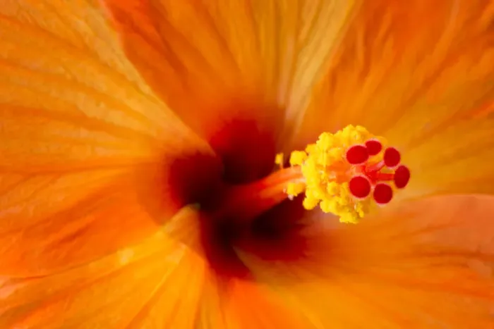Framed Print : USA, Georgia, Savannah. Abstract of Hibiscus Framed Print : USA, Georgia, Savannah. Abstract of Hibiscus