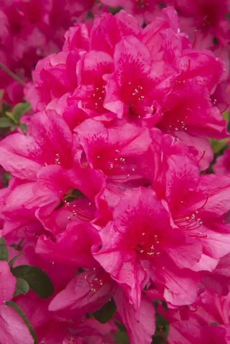 Framed Print : USA, Georgia, Savannah. Azaleas in bloom