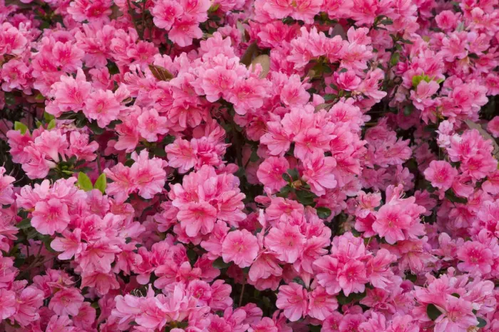 Framed Print : USA, Georgia, Savannah. Azaleas in bloom Framed Print : USA, Georgia, Savannah. Azaleas in bloom