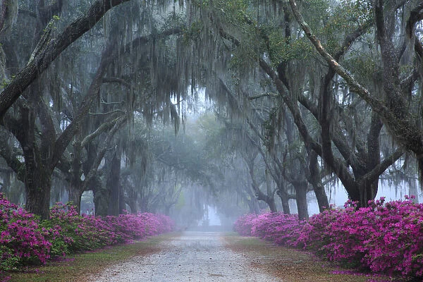 USA, Georgia, Savannah. Azaleas in bloom along foggy drive at Bonaventure Cemetery
