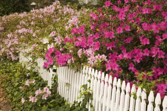 Framed Print : USA Georgia Savannah azaleas blooming along a fence in spring Framed Print : USA Georgia Savannah azaleas blooming along a fence in spring