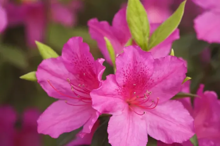 Framed Print : USA Georgia Savannah azaleas blooming in spring