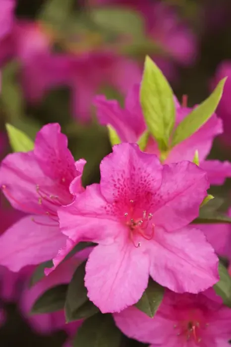 Framed Print : USA Georgia Savannah azaleas in blooming in spring