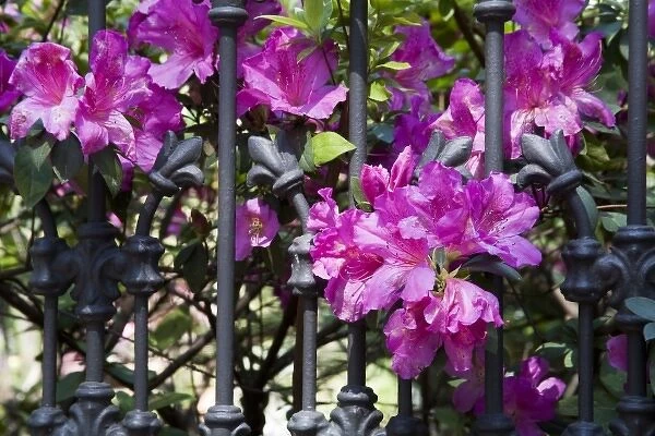 USA, Georgia, Savannah. Azaleas blooming through wrought iron gate