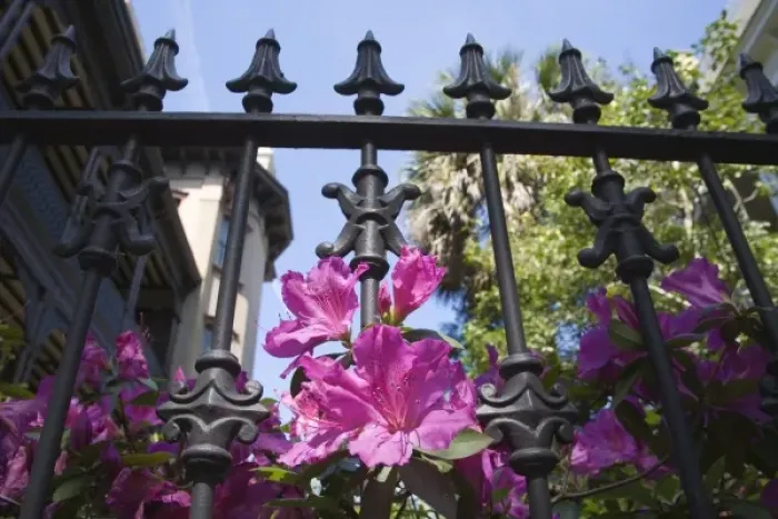 Framed Print : USA, Georgia, Savannah. Azaleas blooming through wrought iron gate