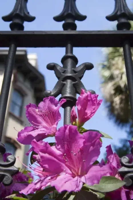 Framed Print : USA, Georgia, Savannah. Azaleas blooming through wrought iron gate