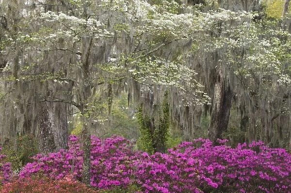 USA; Georgia; Savannah. Azaleas and dogwood blooming in the spring at historic bonaventure Cemetery