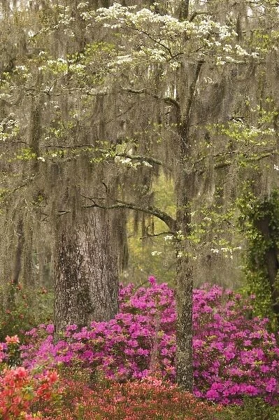 USA; Georgia; Savannah. Azaleas and dogwood blooming in the spring at historic Bonaventure Cemetery