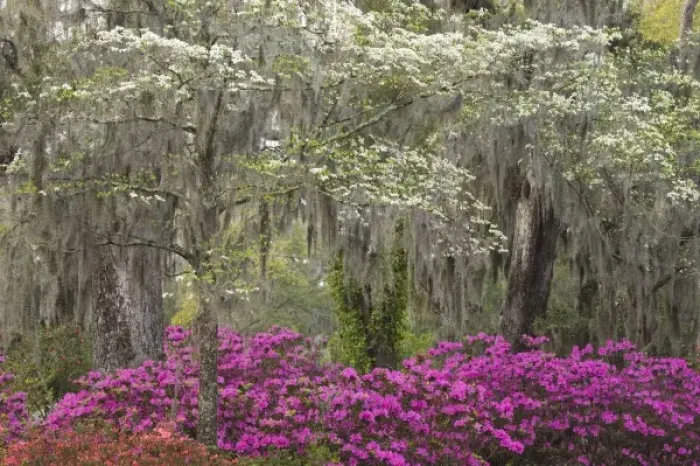 Framed Print : USA; Georgia; Savannah. Azaleas and dogwood blooming in the spring at historic bonaventure Cemetery Framed Print : USA; Georgia; Savannah. Azaleas and dogwood blooming in the spring at historic bonaventure Cemetery