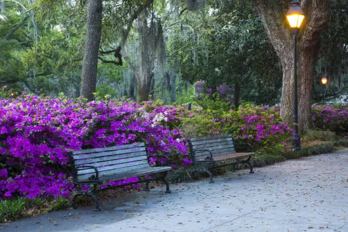 Framed Print : USA, Georgia, Savannah. Azaleas in the spring at Forsyth Park Framed Print : USA, Georgia, Savannah. Azaleas in the spring at Forsyth Park