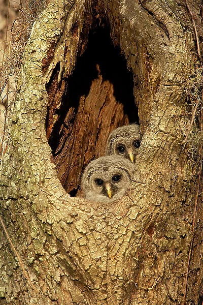 USA, Georgia, Savannah. Barred owl with baby in nest of oak tree
