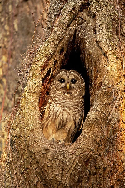 USA, Georgia, Savannah Barred owl in nest of oak tree