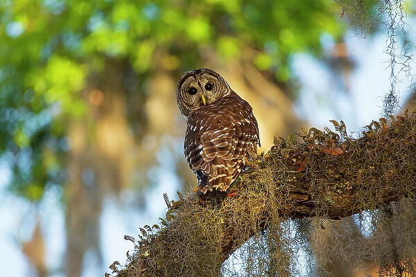 USA, Georgia, Savannah. Barred owl sitting on the limb of oak tree