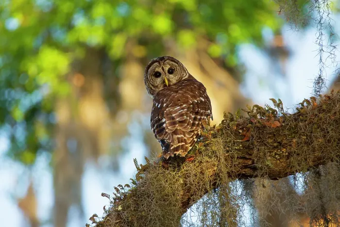 Framed Print : USA, Georgia, Savannah. Barred owl sitting on the limb of oak tree Framed Print : USA, Georgia, Savannah. Barred owl sitting on the limb of oak tree