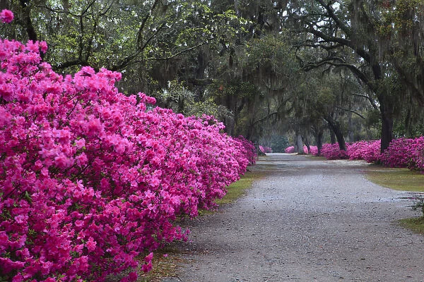 USA, Georgia, Savannah. Bonaventure Cemetery in the spring with azaleas in bloom