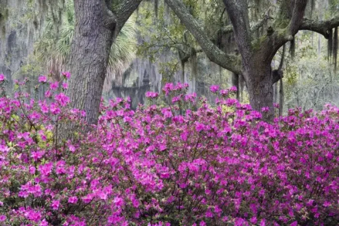 Framed Print : USA, Georgia, Savannah. Bonaventure Cemetery with Azaleas blooming in Savannah Georgia