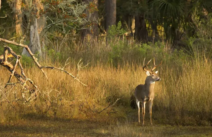 Framed Print : USA, Georgia, Savannah. Buck in the hardwood forest at Skidaway Island Sate Park