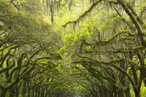 USA, Georgia, Savannah. Canopy of moss covered oaks at Historic Wormsloe Plantation