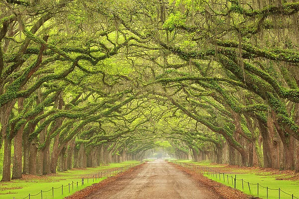 USA, Georgia, Savannah. Canopy of oaks along drive at Wormsloe Plantation