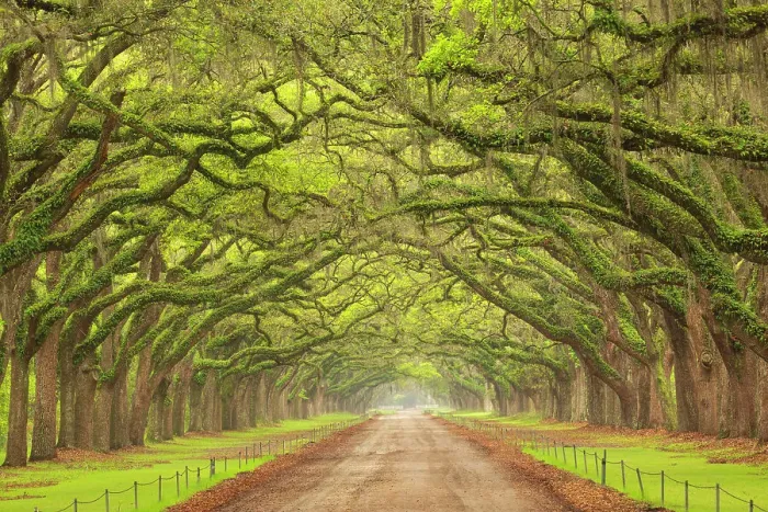 Framed Print : USA, Georgia, Savannah. Canopy of oaks along drive at Wormsloe Plantation Framed Print : USA, Georgia, Savannah. Canopy of oaks along drive at Wormsloe Plantation